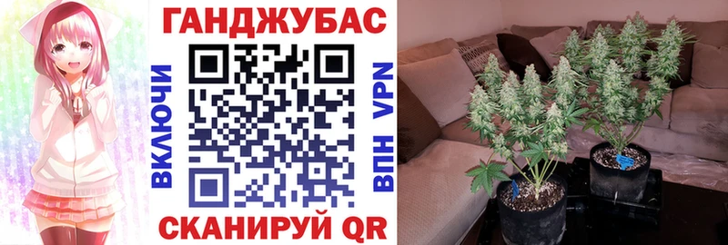 Канабис планчик  Дорогобуж 
